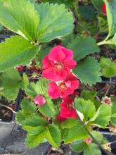 Bloem