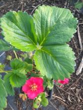 Bloem