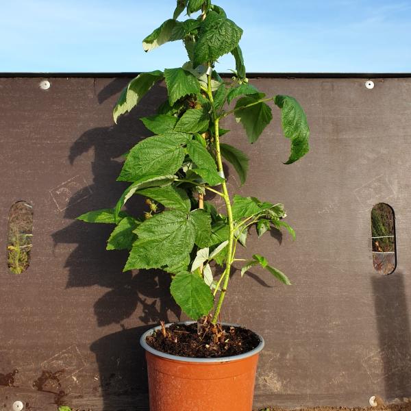 Plant