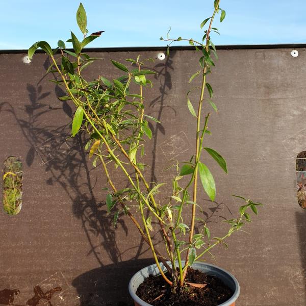 Plant