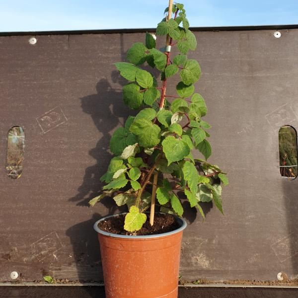 Plant