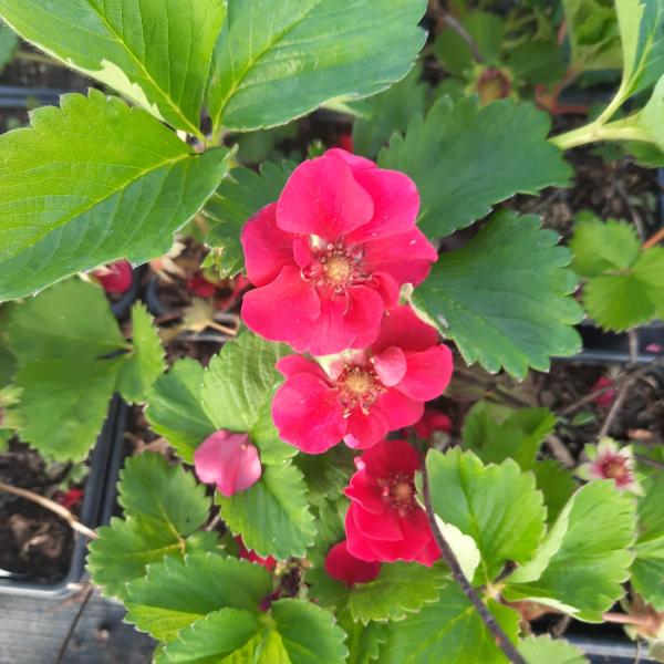 Bloem